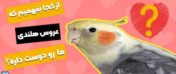 عکس بچه عروس هلندی ناز