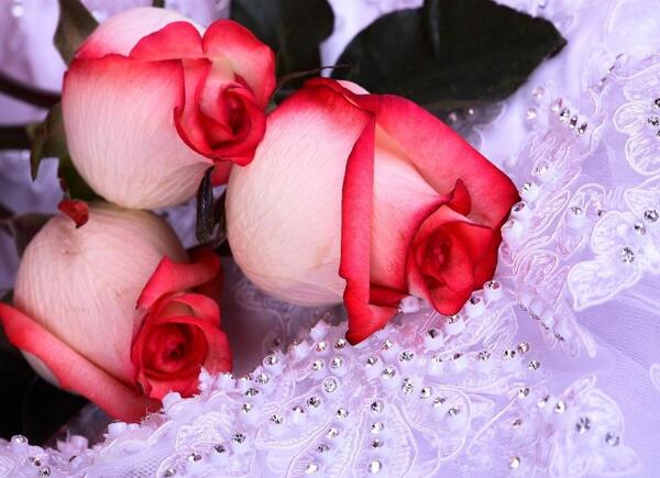 عکس گل های قشنگ و رنگارنگ