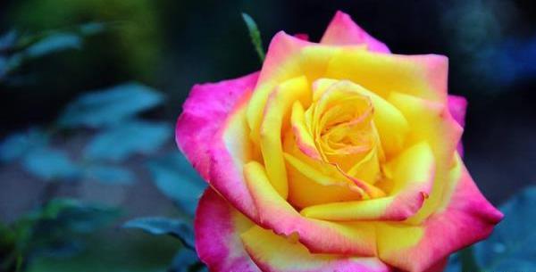 عکس گل های قشنگ و رنگارنگ