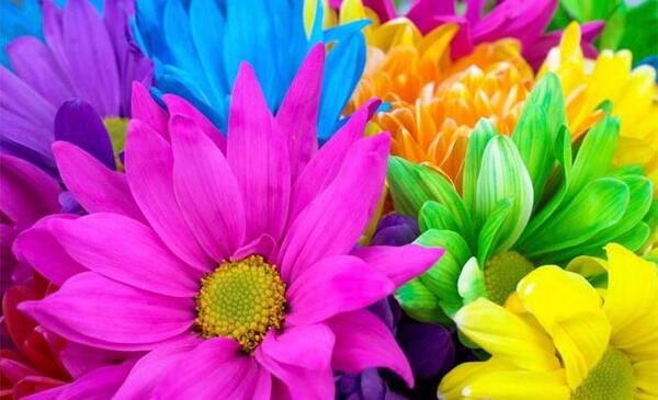 عکس گل های قشنگ و رنگارنگ