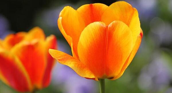 عکس گل های قشنگ و رنگارنگ