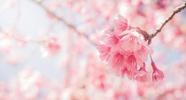 عکس از شکوفه های بهاری
