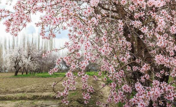 عکس از شکوفه های بهاری