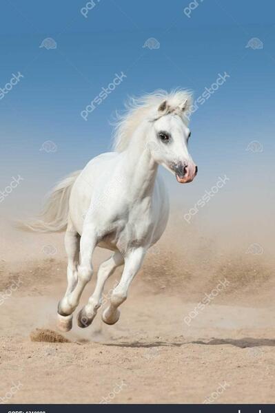عکس اسب پونی سفید
