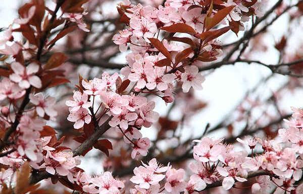 عکس زیبای بهاری برای پروفایل
