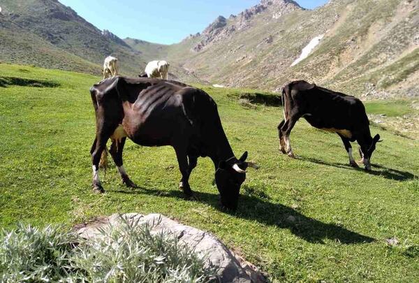 عکس روستای بهار