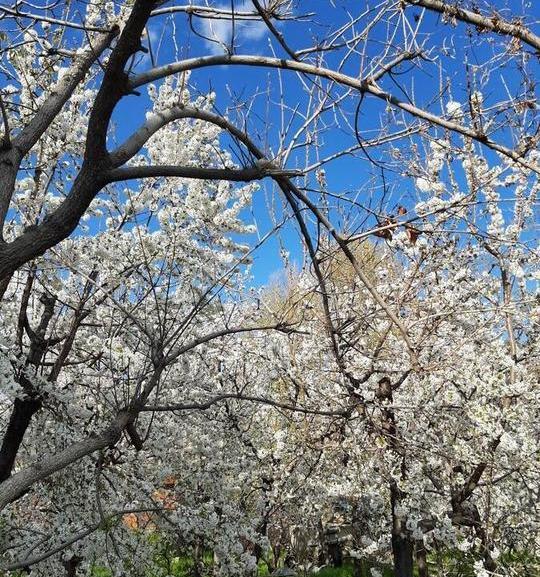 عکس روستای بهار