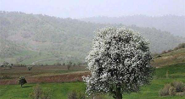 عکس بهار ایرانی