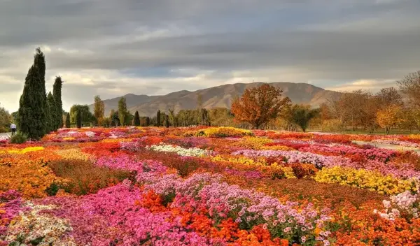 عکس بهار ایرانی