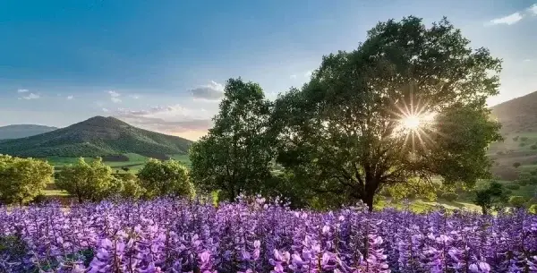 عکس بهار ایرانی