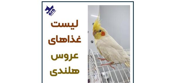 عکس بچه جوجه عروس هلندی