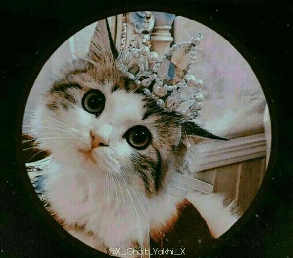 عکس پروفایل دخترونه گربه ملوس