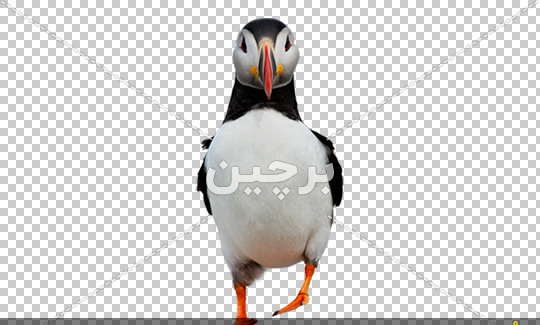دانلود عکس بچه پنگوئن