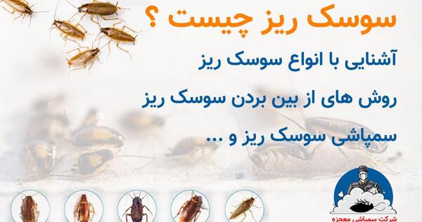 عکس بچه سوسک المانی