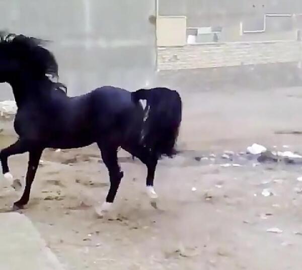 عکس اسب مشکی دختر