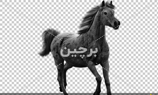 عکس زیباترین اسب های دنیا