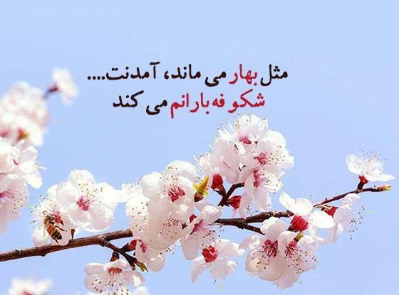 عکس دست و شکوفه بهاری