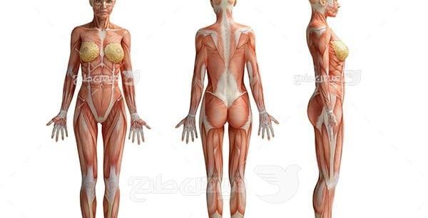 عکس آناتومی بدن زن و مرد