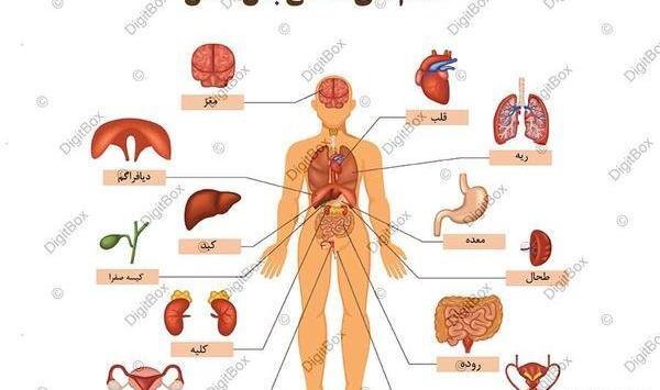 عکس آناتومی بدن زن و مرد