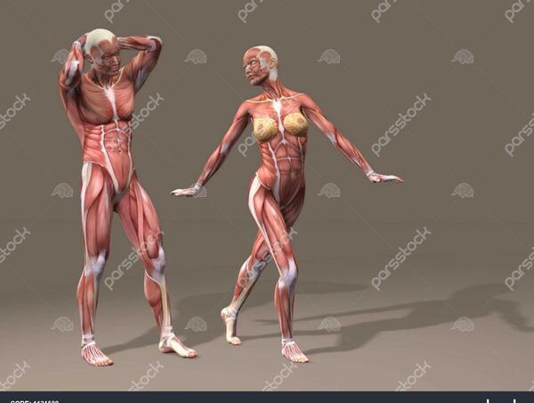 عکس آناتومی بدن زن و مرد