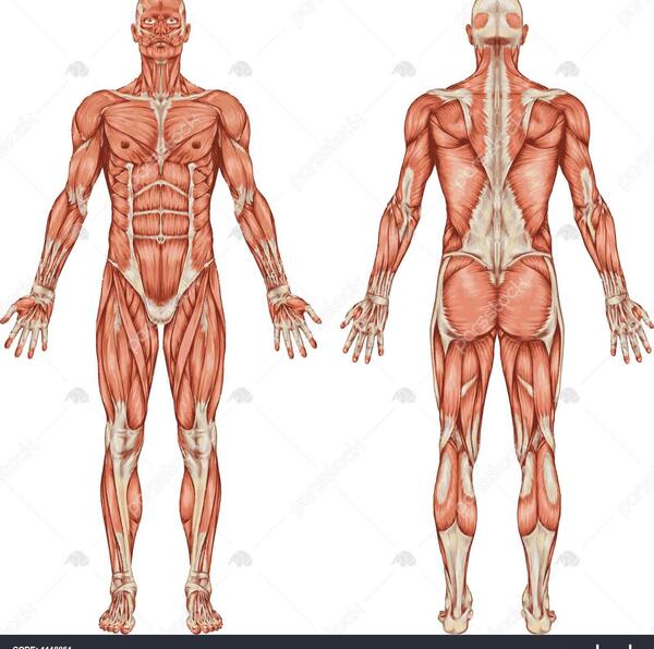عکس آناتومی بدن زن و مرد