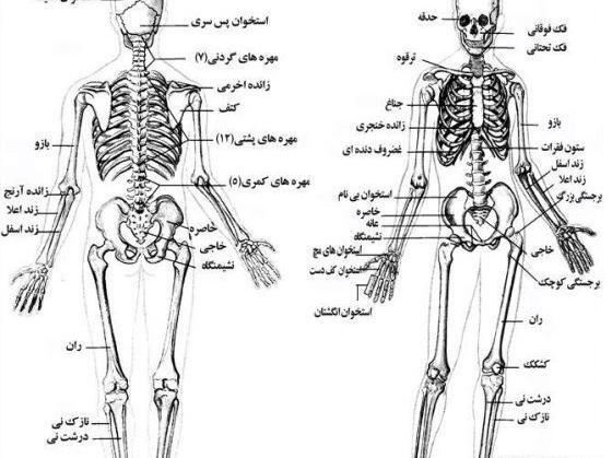 عکس آناتومی بدن زن و مرد