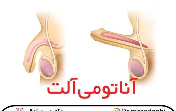 عکس آناتومی بدن زن و مرد