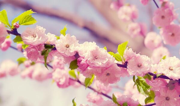 عکس والپیپر گلهای بهاری