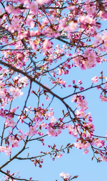 عکس والپیپر گلهای بهاری