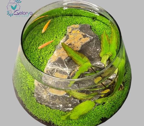عکس بچه ماهی زبرا