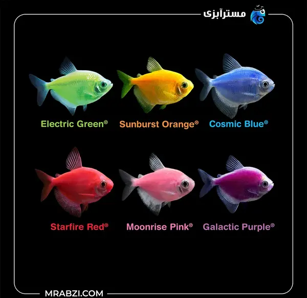 عکس بچه ماهی زبرا