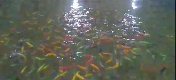 عکس بچه ماهی زبرا