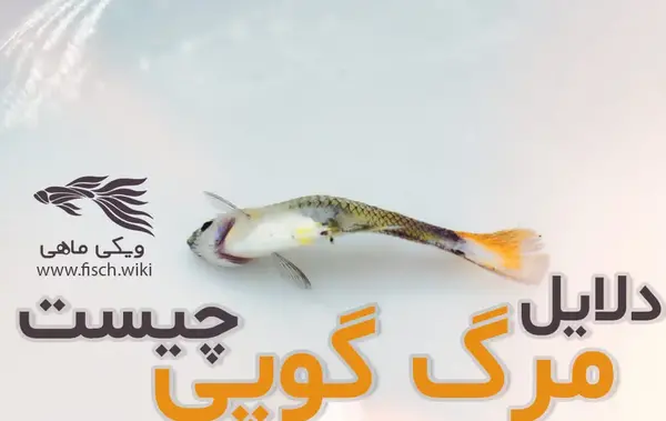 عکس بچه ماهی زبرا