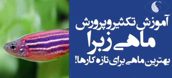 عکس بچه ماهی زبرا