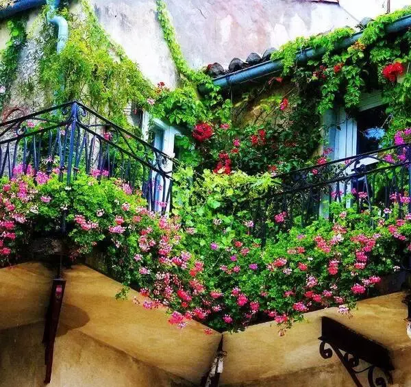 عکس گل حنا قرمز