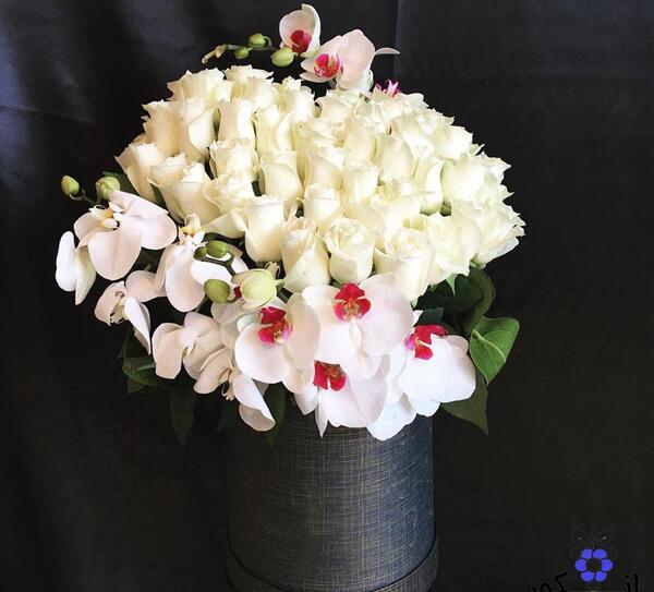عکس گل حنا قرمز