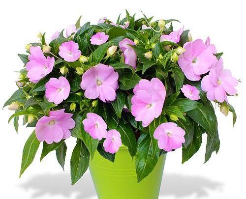 عکس گل حنا قرمز