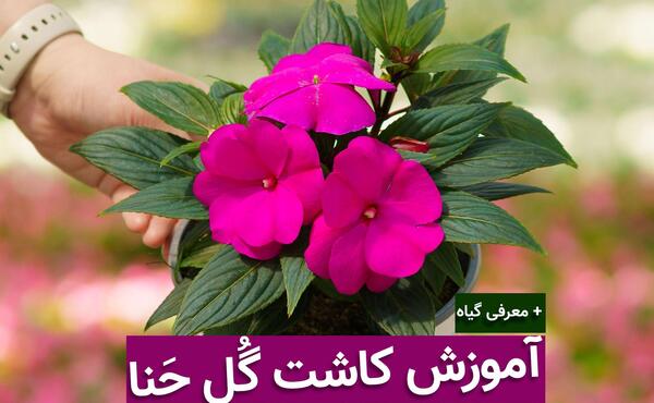 عکس گل حنا قرمز