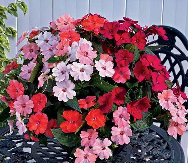 عکس گل حنا قرمز