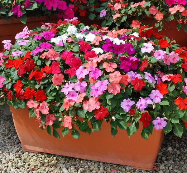 عکس گل حنا قرمز