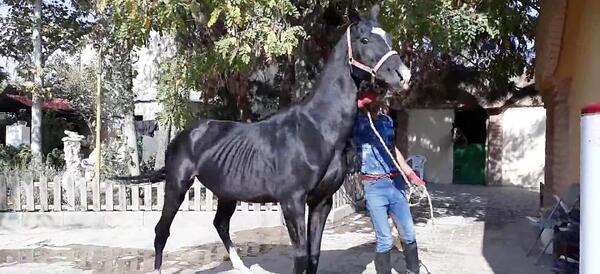 عکس اسب مشکی ترکمن