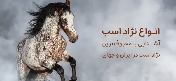 عکس اسب مشکی ترکمن