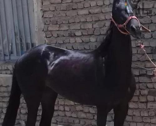 عکس اسب مشکی ترکمن