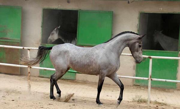 عکس اسب مشکی ترکمن