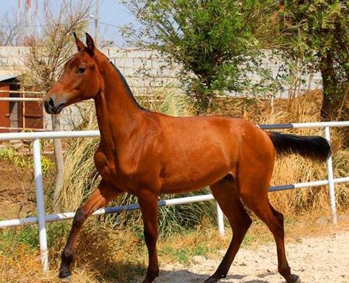 عکس اسب مشکی ترکمن