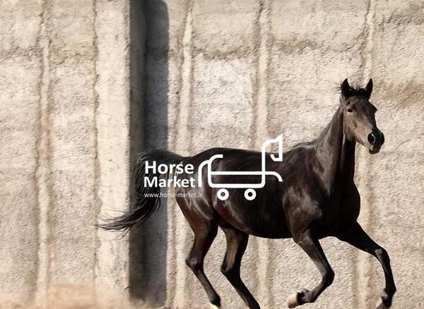 عکس اسب مشکی ترکمن