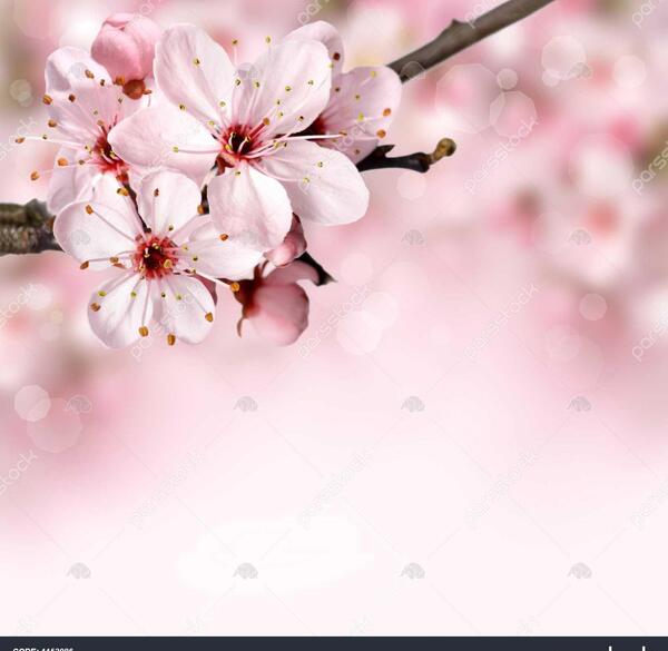 عکس پشت زمینه بهاری