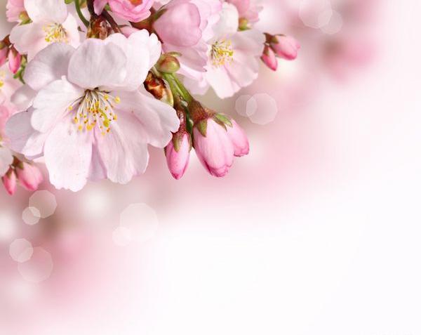 عکس پشت زمینه بهاری