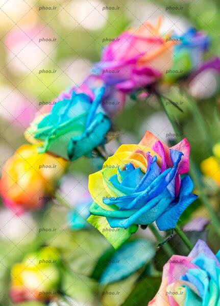 عکس زمینه گل زیبا