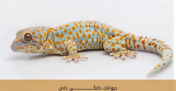 عکس بچه مارمولک